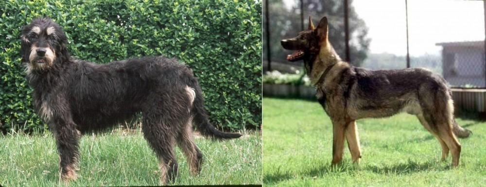 Kunming Dog vs Griffon Nivernais - Breed Comparison