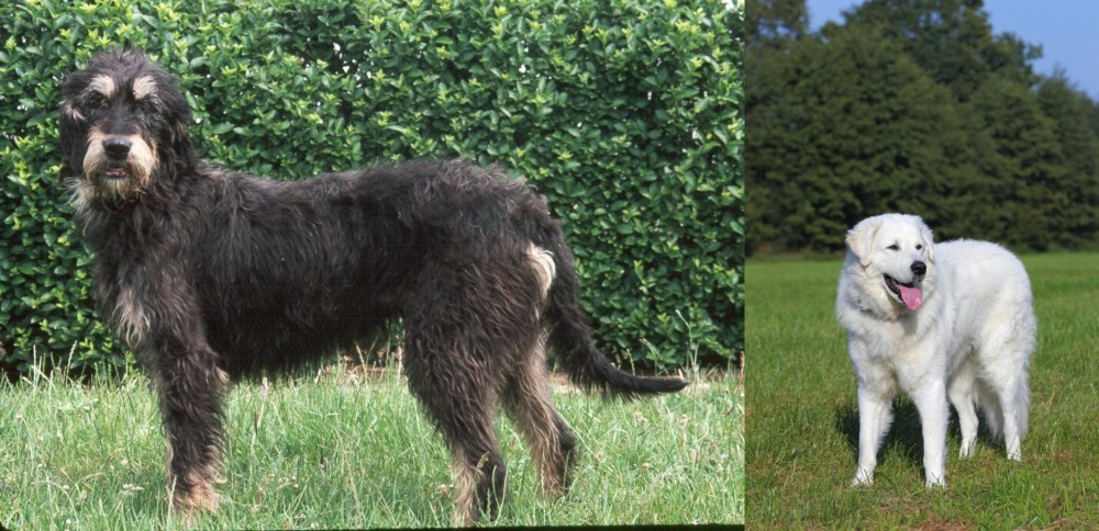 Kuvasz vs Griffon Nivernais - Breed Comparison