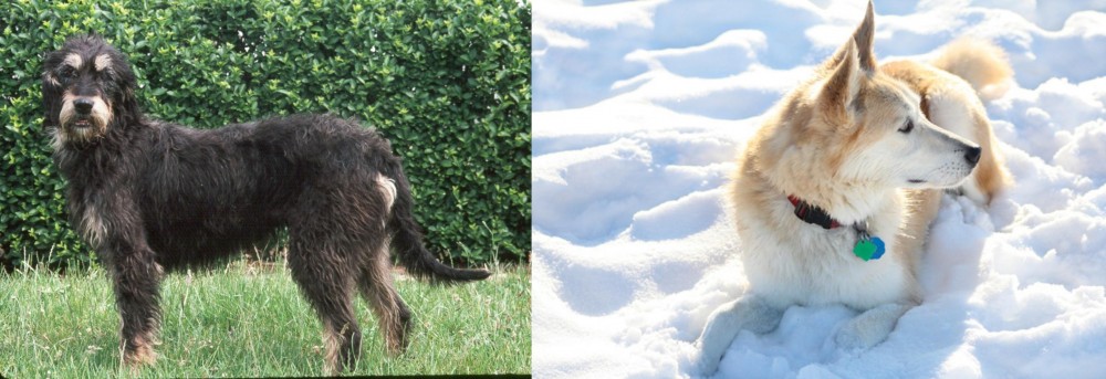 Labrador Husky vs Griffon Nivernais - Breed Comparison
