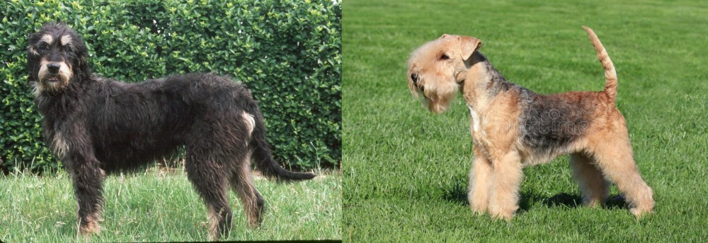 Lakeland Terrier vs Griffon Nivernais - Breed Comparison