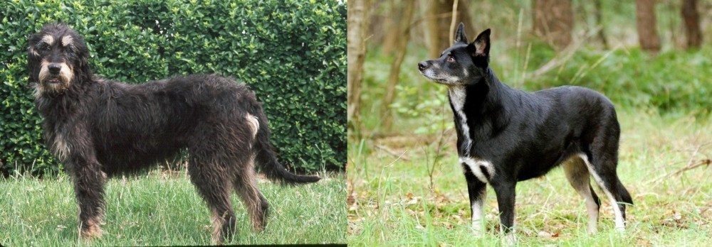 Lapponian Herder vs Griffon Nivernais - Breed Comparison