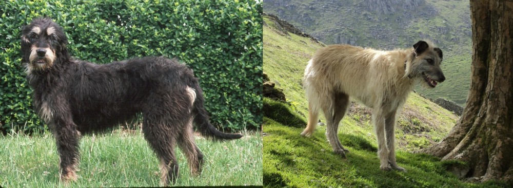 Lurcher vs Griffon Nivernais - Breed Comparison