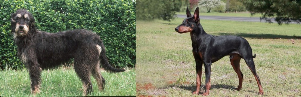 Manchester Terrier vs Griffon Nivernais - Breed Comparison