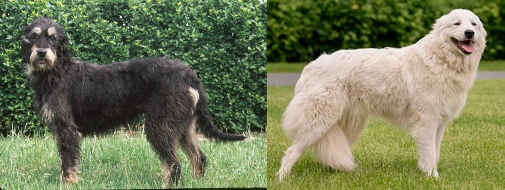 Maremma Sheepdog vs Griffon Nivernais - Breed Comparison