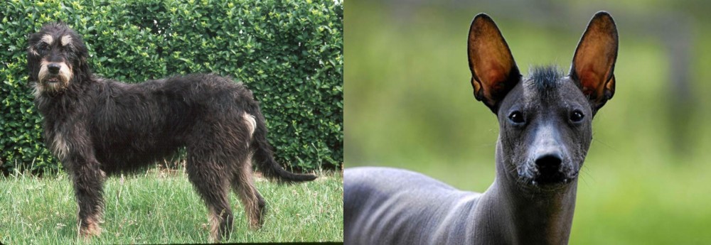 Mexican Hairless vs Griffon Nivernais - Breed Comparison