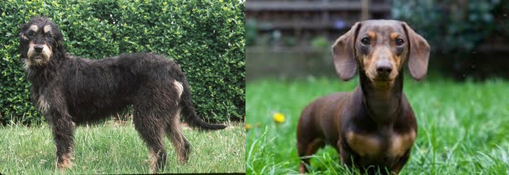 Miniature Dachshund vs Griffon Nivernais - Breed Comparison