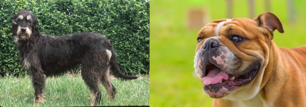 Miniature English Bulldog vs Griffon Nivernais - Breed Comparison