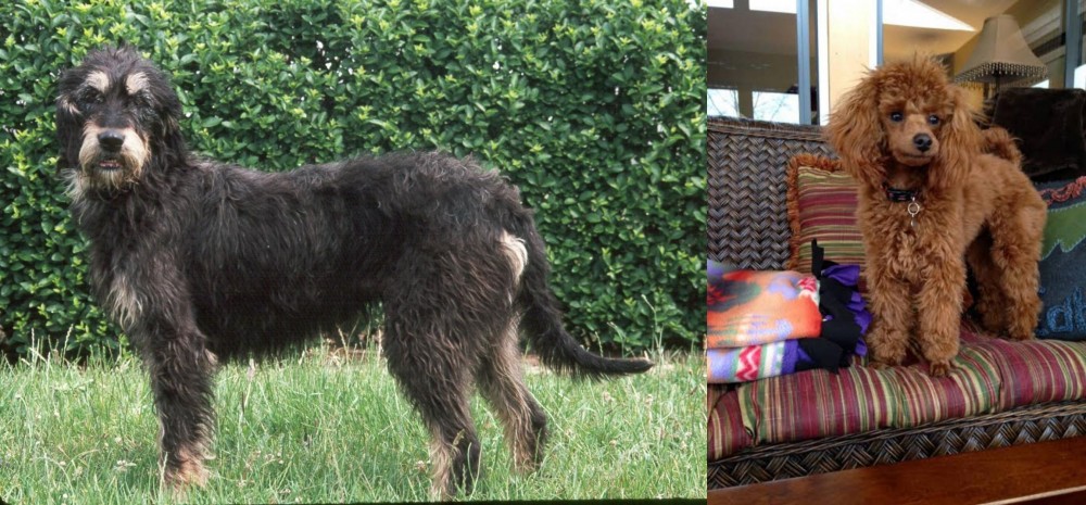 Miniature Poodle vs Griffon Nivernais - Breed Comparison
