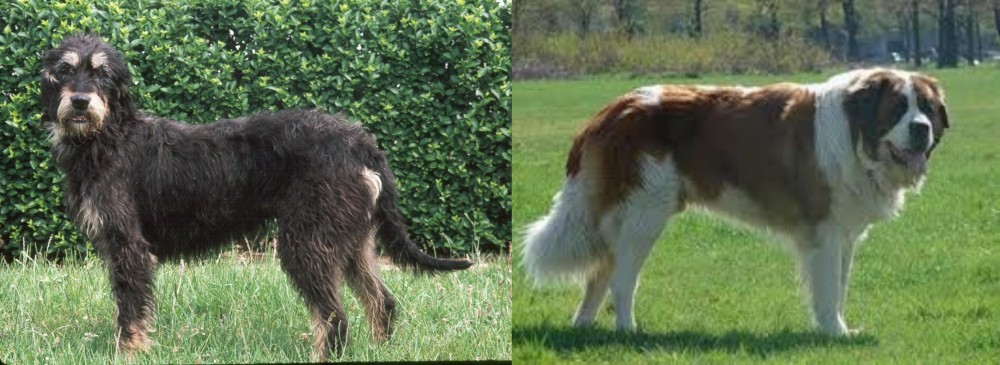 Moscow Watchdog vs Griffon Nivernais - Breed Comparison