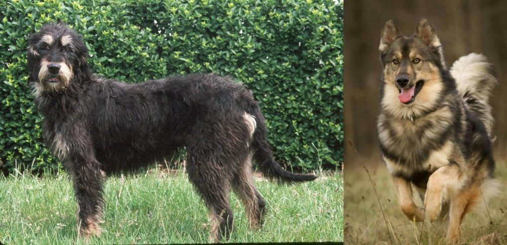 Native American Indian Dog vs Griffon Nivernais - Breed Comparison