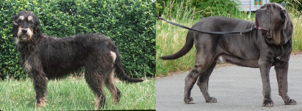 Neapolitan Mastiff vs Griffon Nivernais - Breed Comparison