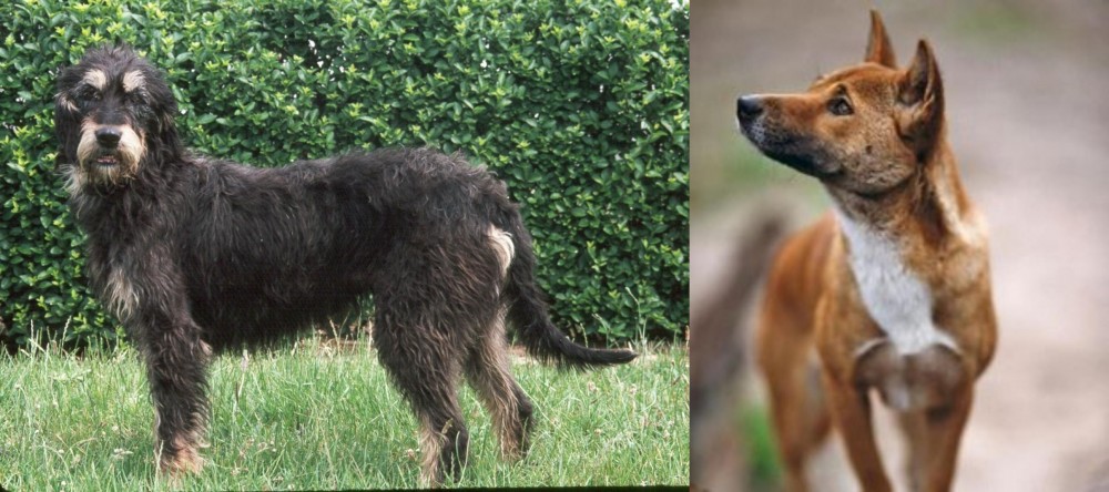 New Guinea Singing Dog vs Griffon Nivernais - Breed Comparison