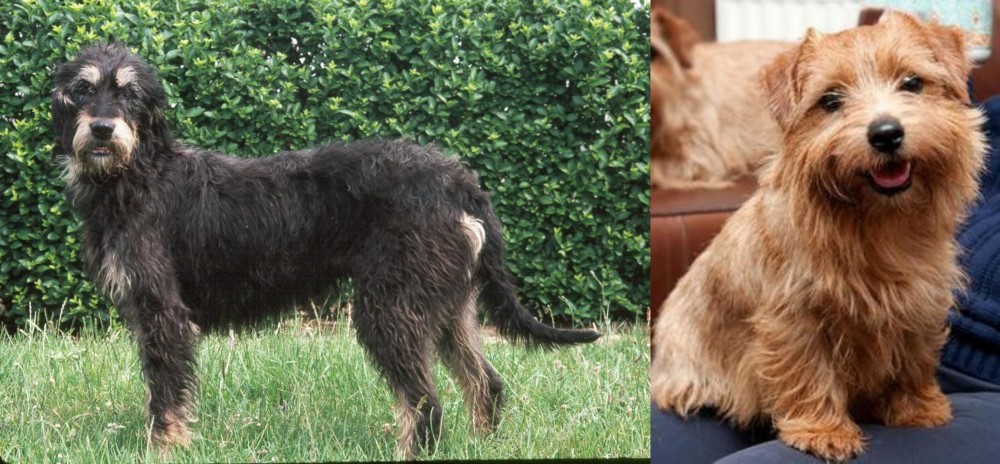 Norfolk Terrier vs Griffon Nivernais - Breed Comparison
