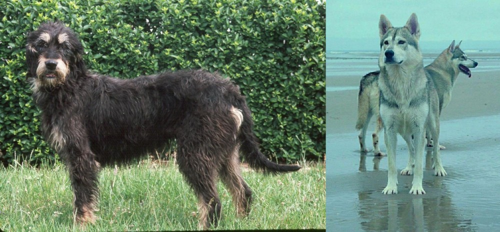 Northern Inuit Dog vs Griffon Nivernais - Breed Comparison