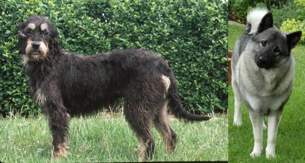Norwegian Elkhound vs Griffon Nivernais - Breed Comparison