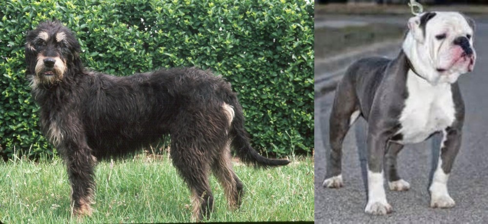 Old English Bulldog vs Griffon Nivernais - Breed Comparison