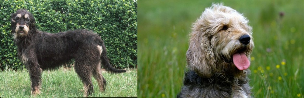 Otterhound vs Griffon Nivernais - Breed Comparison