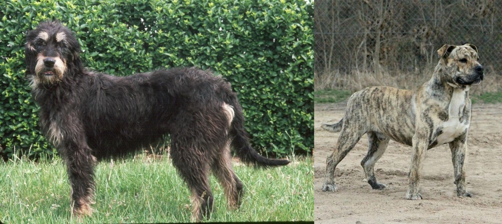 Perro de Presa Mallorquin vs Griffon Nivernais - Breed Comparison