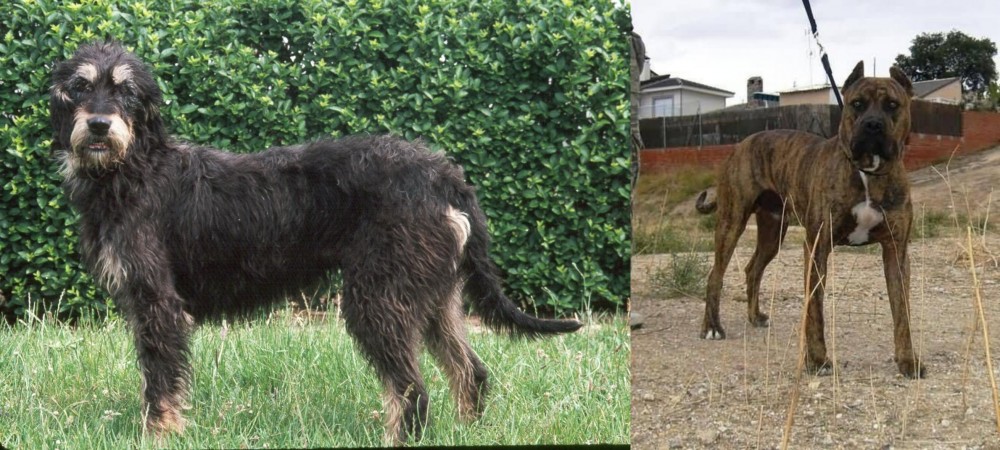 Perro de Toro vs Griffon Nivernais - Breed Comparison