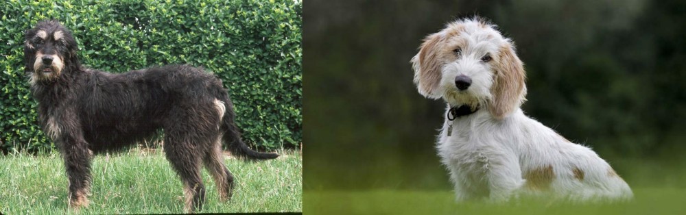 Petit Basset Griffon Vendeen vs Griffon Nivernais - Breed Comparison