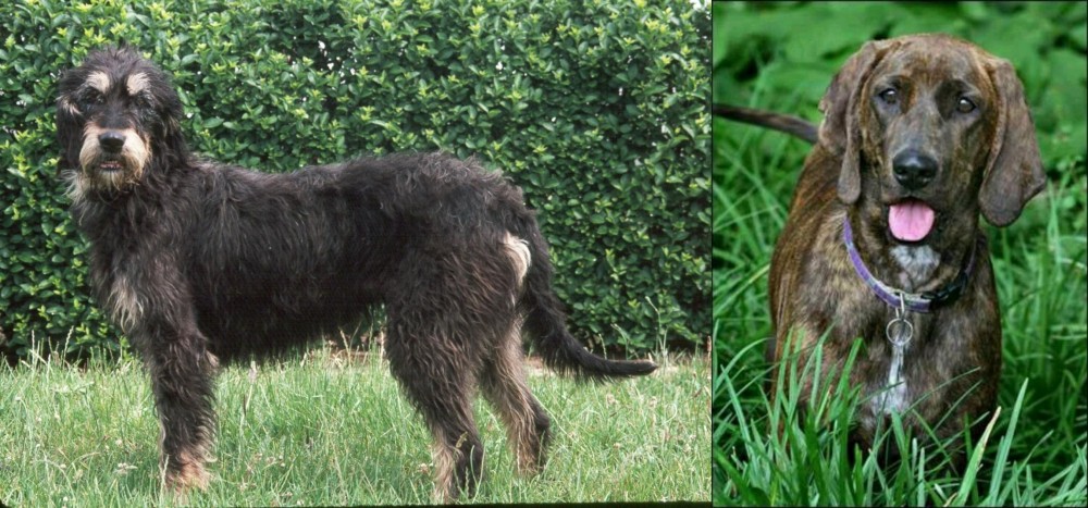 Plott Hound vs Griffon Nivernais - Breed Comparison
