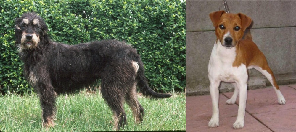 Plummer Terrier vs Griffon Nivernais - Breed Comparison