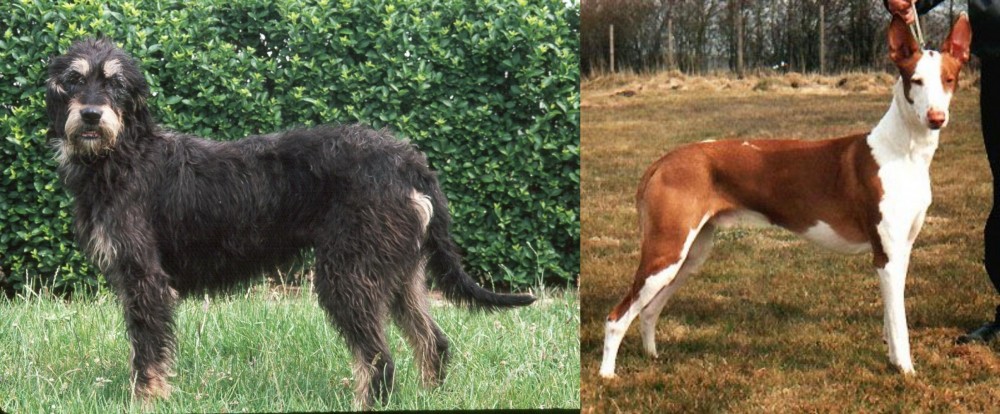 Podenco Canario vs Griffon Nivernais - Breed Comparison