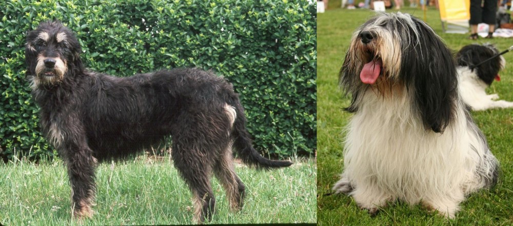 Polish Lowland Sheepdog vs Griffon Nivernais - Breed Comparison