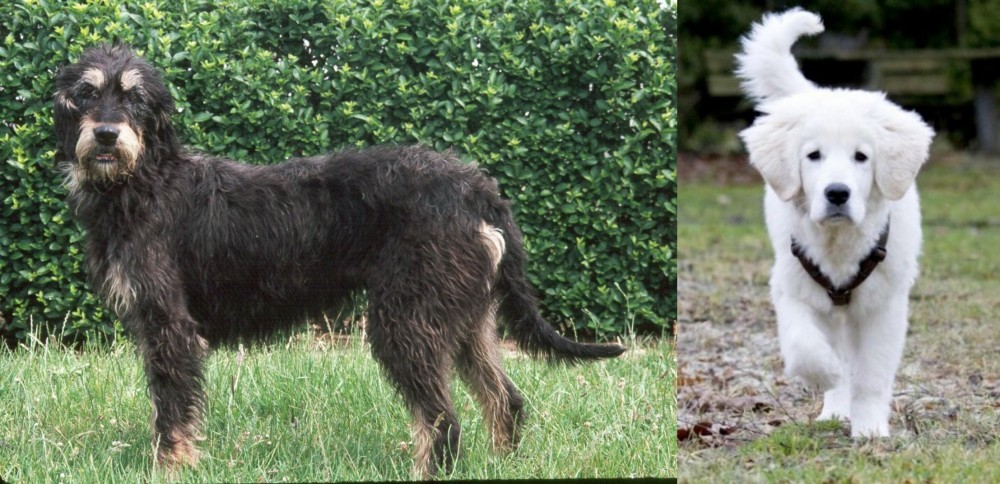 Polish Tatra Sheepdog vs Griffon Nivernais - Breed Comparison