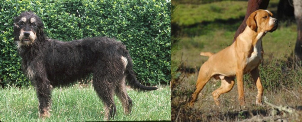Portuguese Pointer vs Griffon Nivernais - Breed Comparison