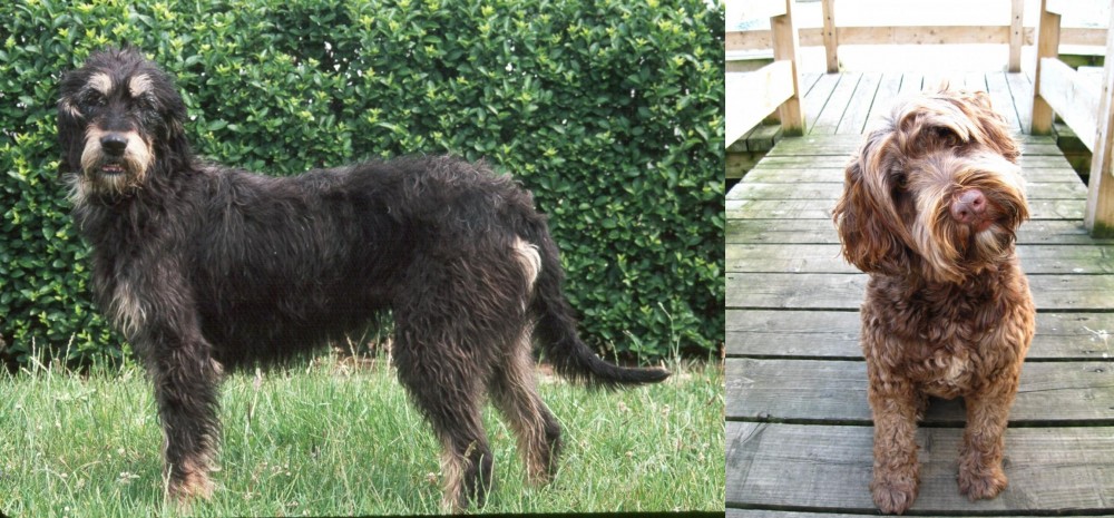 Portuguese Water Dog vs Griffon Nivernais - Breed Comparison