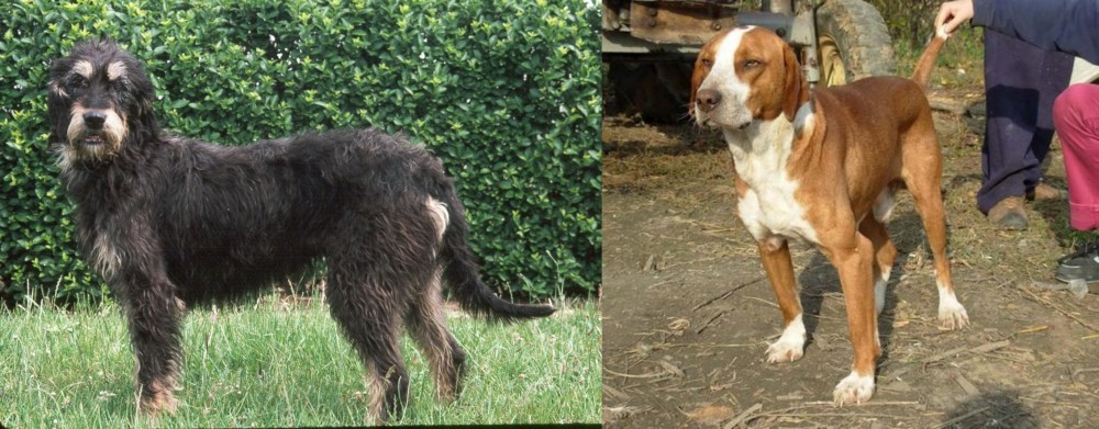 Posavac Hound vs Griffon Nivernais - Breed Comparison