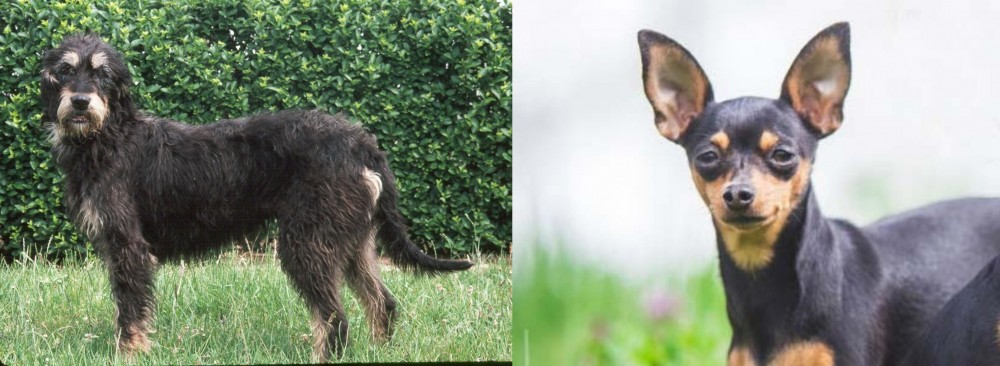 Prazsky Krysarik vs Griffon Nivernais - Breed Comparison