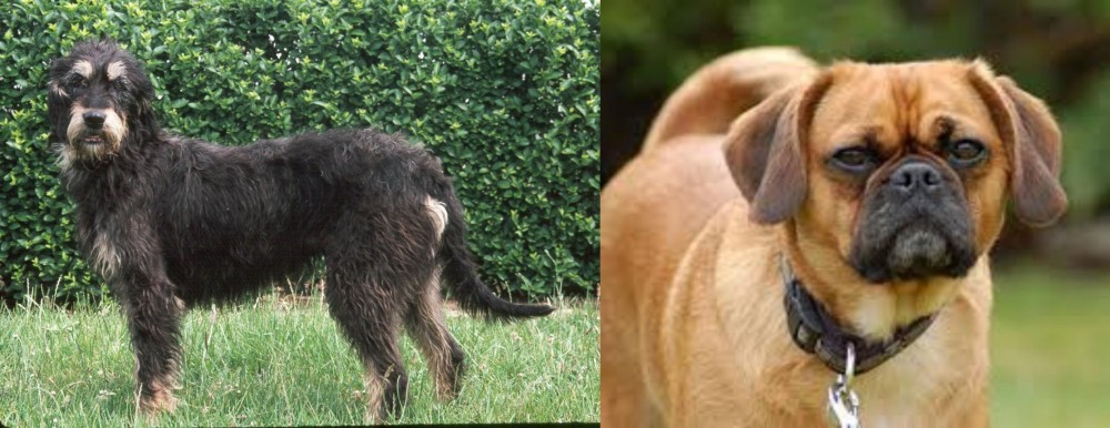 Pugalier vs Griffon Nivernais - Breed Comparison