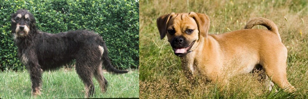 Puggle vs Griffon Nivernais - Breed Comparison