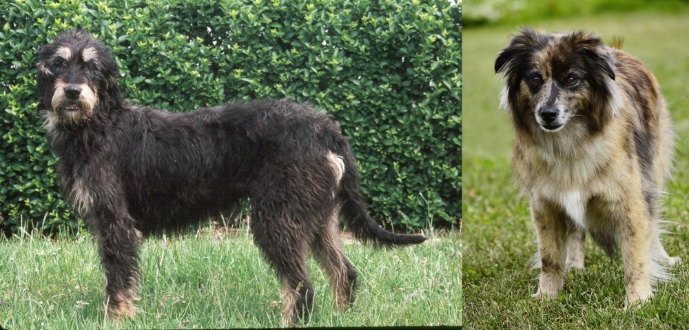 Pyrenean Shepherd vs Griffon Nivernais - Breed Comparison