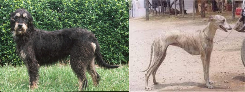 Rampur Greyhound vs Griffon Nivernais - Breed Comparison