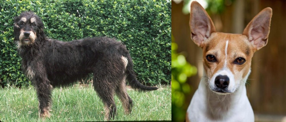 Rat Terrier vs Griffon Nivernais - Breed Comparison