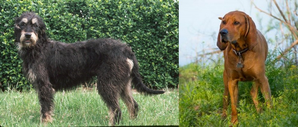 Redbone Coonhound vs Griffon Nivernais - Breed Comparison