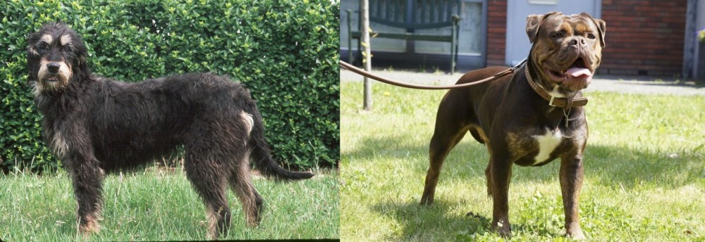 Renascence Bulldogge vs Griffon Nivernais - Breed Comparison