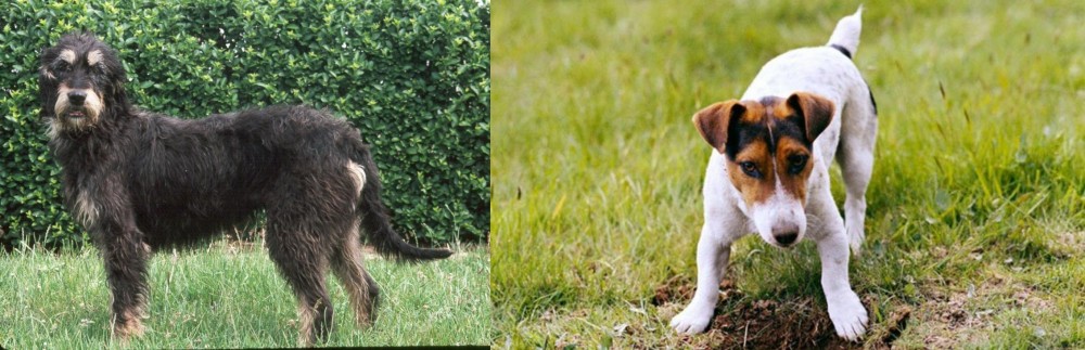Russell Terrier vs Griffon Nivernais - Breed Comparison