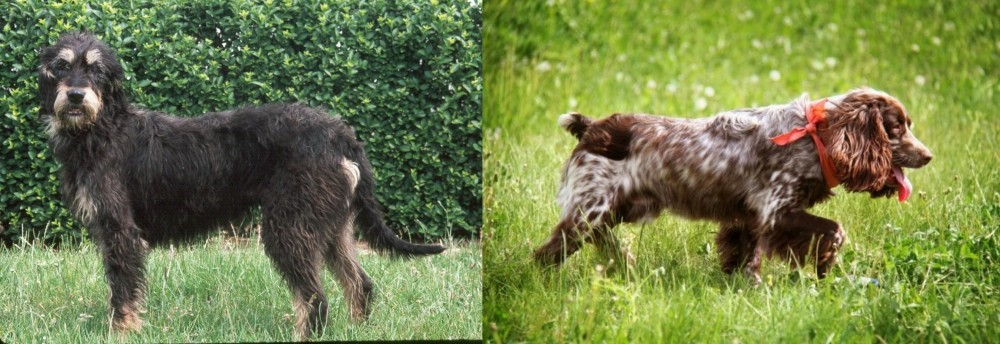 Russian Spaniel vs Griffon Nivernais - Breed Comparison
