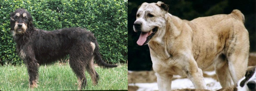 Sage Koochee vs Griffon Nivernais - Breed Comparison