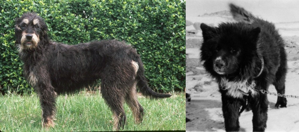 Sakhalin Husky vs Griffon Nivernais - Breed Comparison