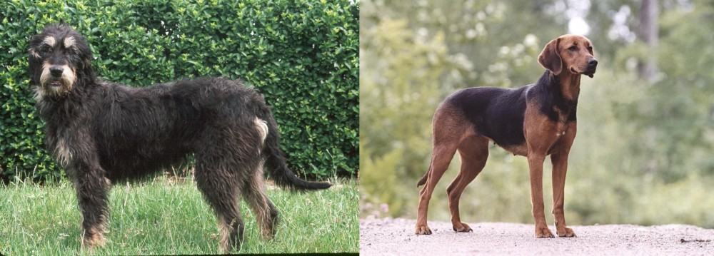 Schillerstovare vs Griffon Nivernais - Breed Comparison