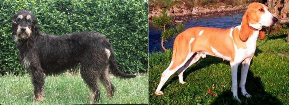 Schweizer Laufhund vs Griffon Nivernais - Breed Comparison