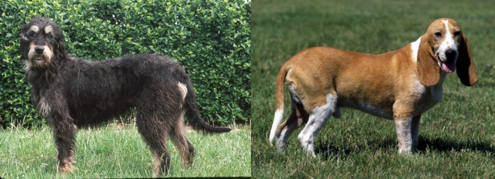 Schweizer Niederlaufhund vs Griffon Nivernais - Breed Comparison