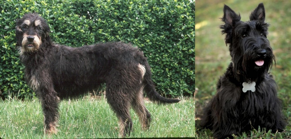 Scoland Terrier vs Griffon Nivernais - Breed Comparison