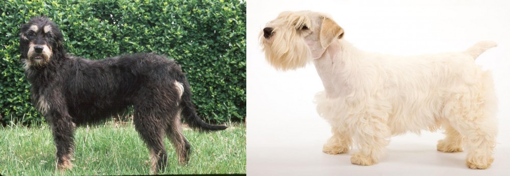 Sealyham Terrier vs Griffon Nivernais - Breed Comparison