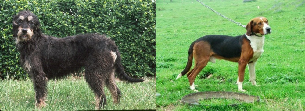 Serbian Tricolour Hound vs Griffon Nivernais - Breed Comparison